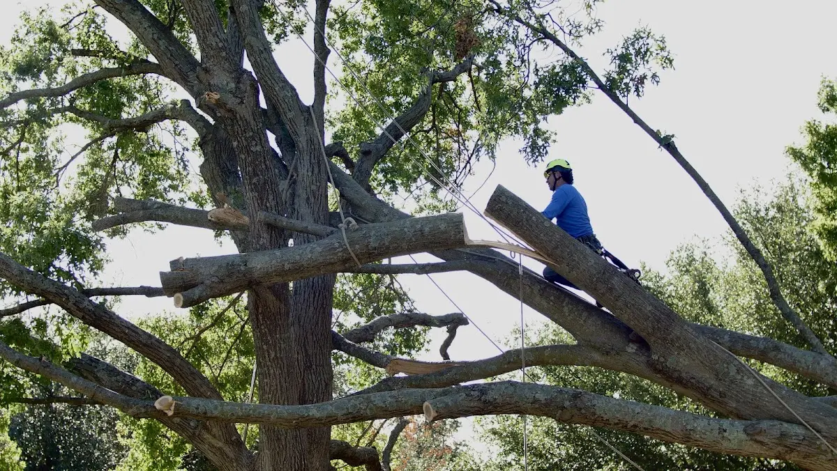 Professional Crown Thinning performed by certified arborists in Schoenchen
